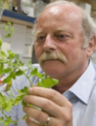 Hanokh Czosnek