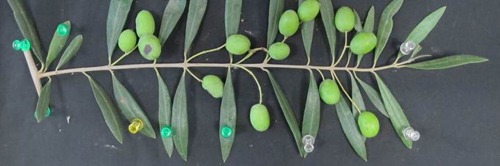olive