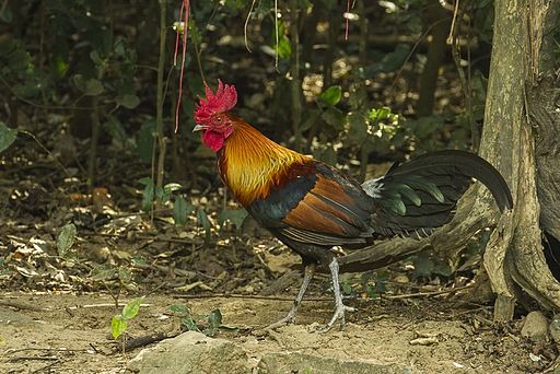 Red Junglefowl - Thailand