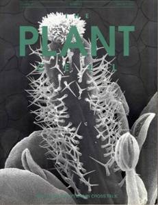 plant cover