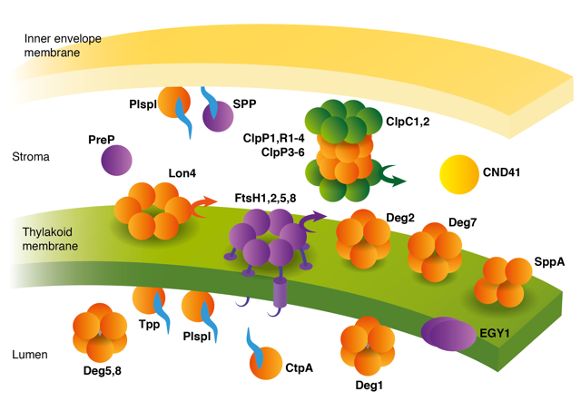 chloroplast_proteases