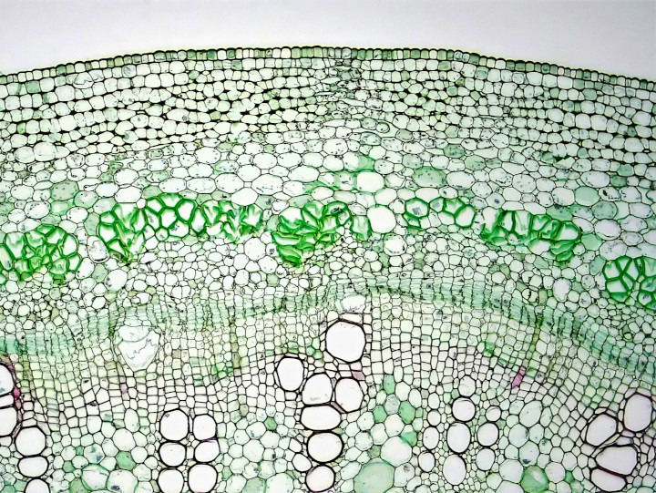 stem-magnification.jpg