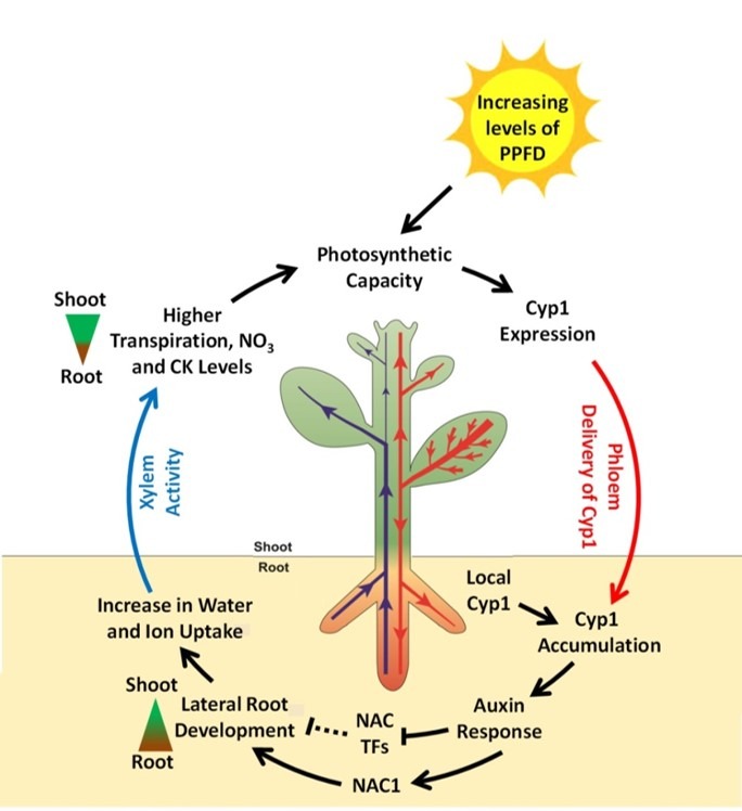 plants