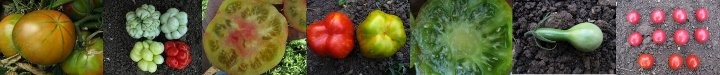 tomatos