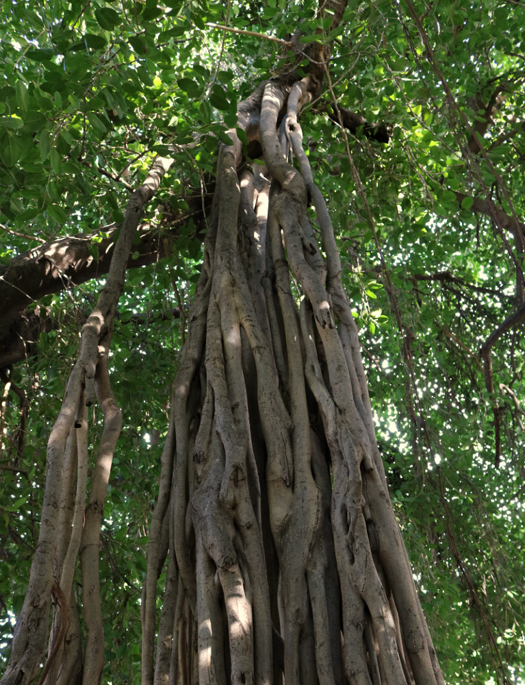 roots