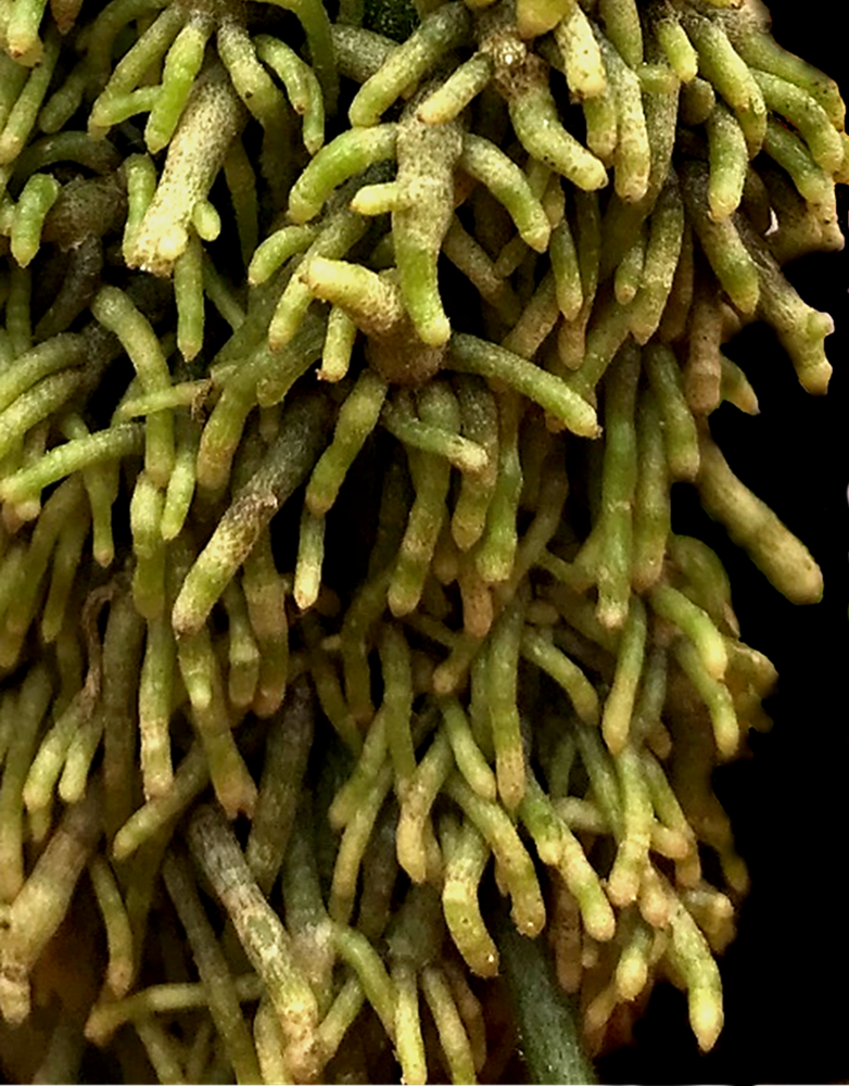 roots
