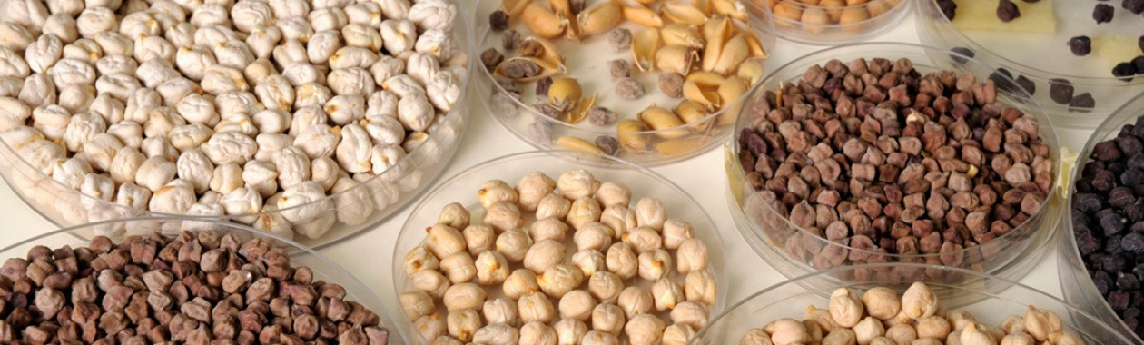 chickpeas