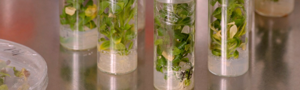 test tubes