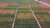 chickpea_2021.jpg